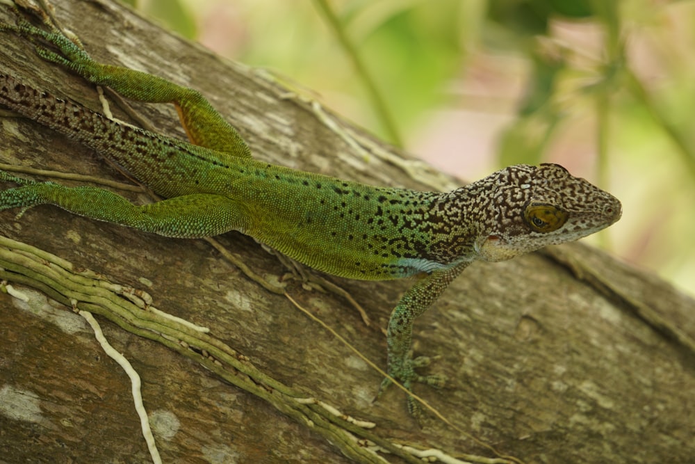 a green and brown lizard sitting on a tree branch