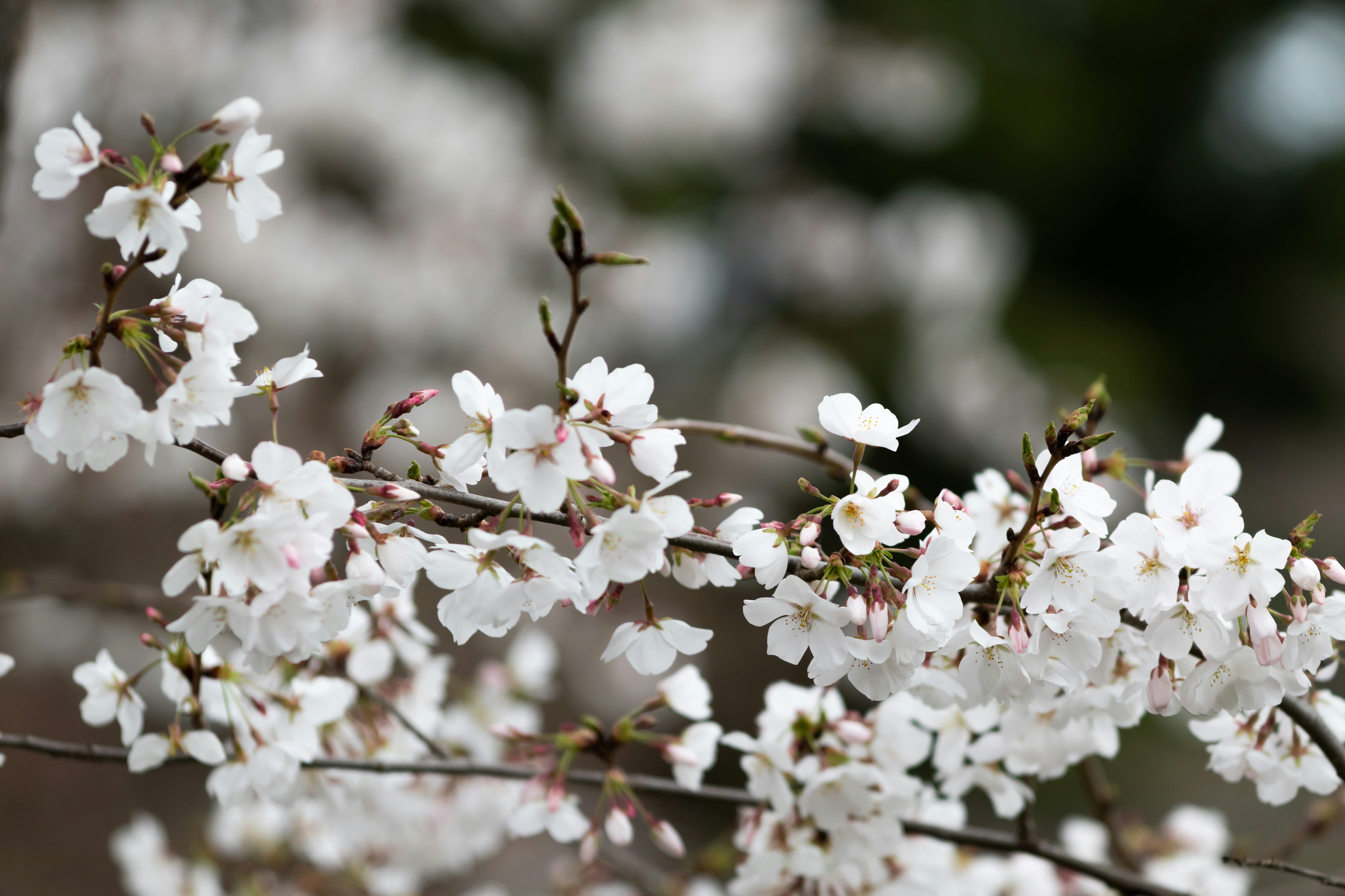 A close up of a tree with white flowers photo – Free Flower Image on ...