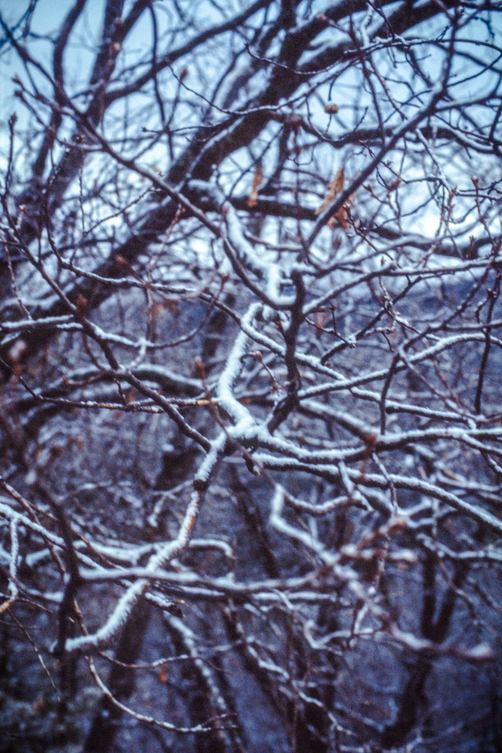 the branches of a tree are covered in snow