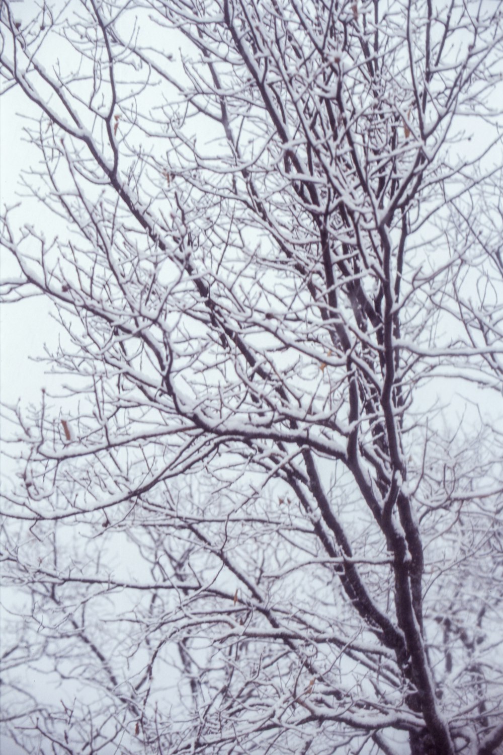 a snow covered tree with no leaves on it