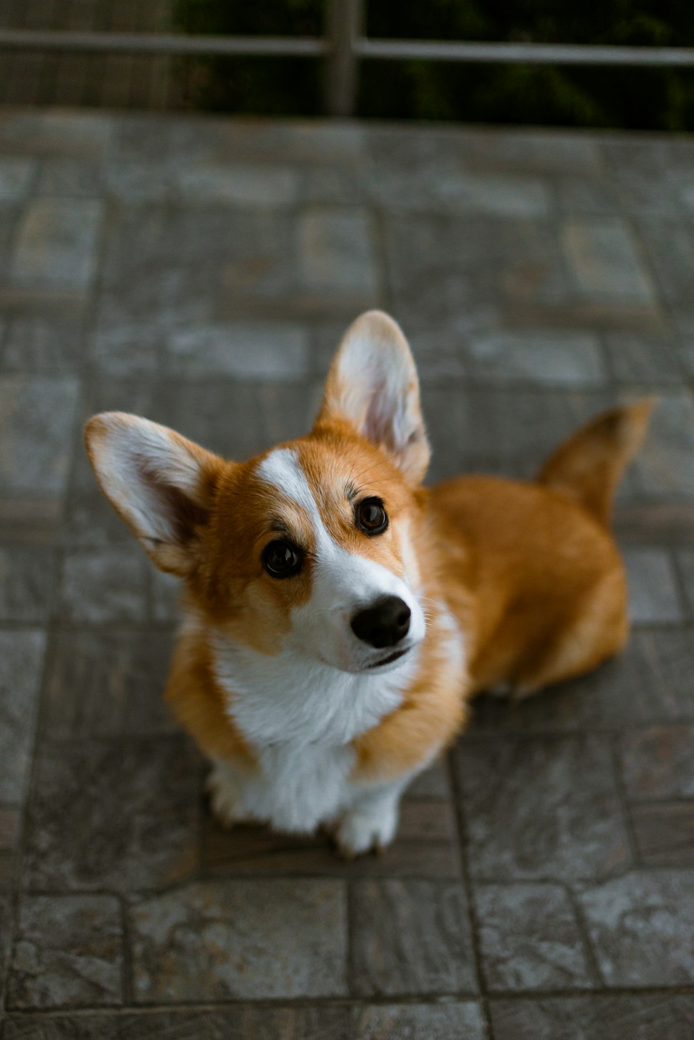 a brown and white dog sitting on top of a brick floor