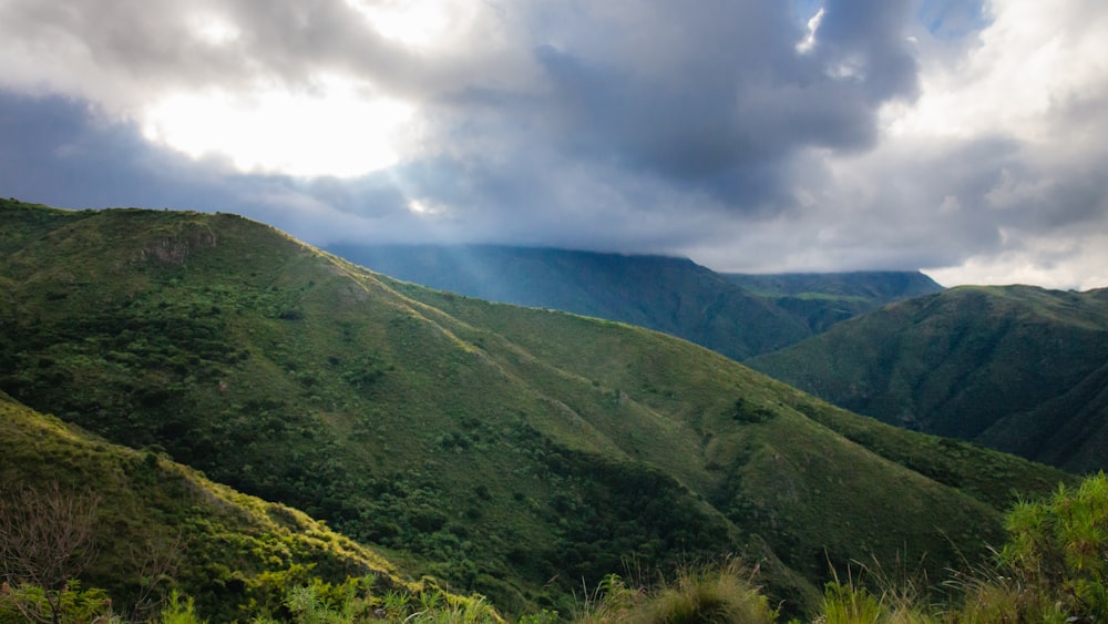 a lush green hillside covered in lots of trees