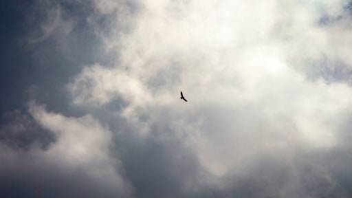 a bird flying through a cloudy blue sky