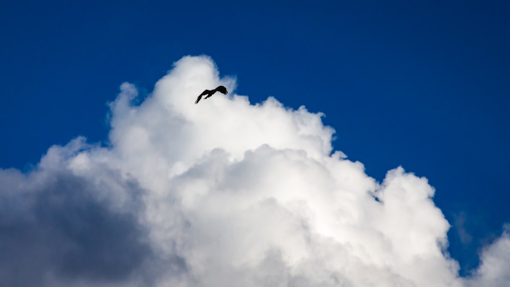 a bird flying through a cloudy blue sky