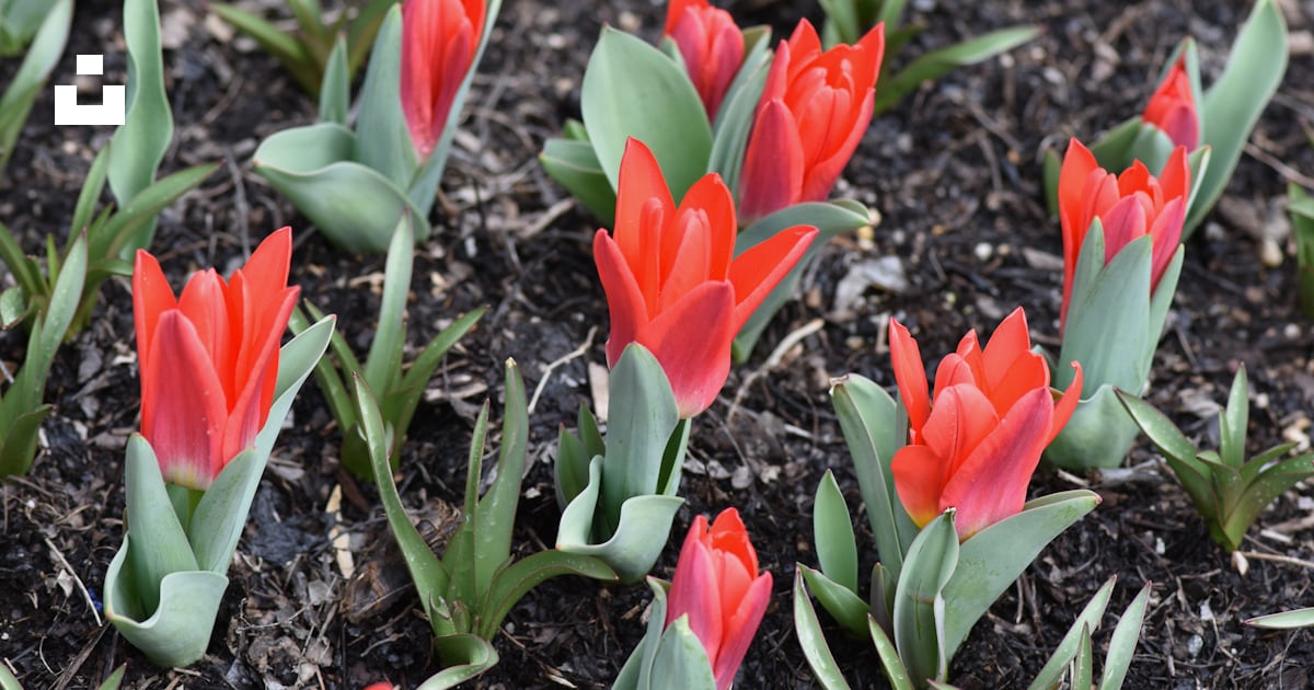 Un bouquet de fleurs rouges qui sont dans la terre photo – Photo Rouge ...
