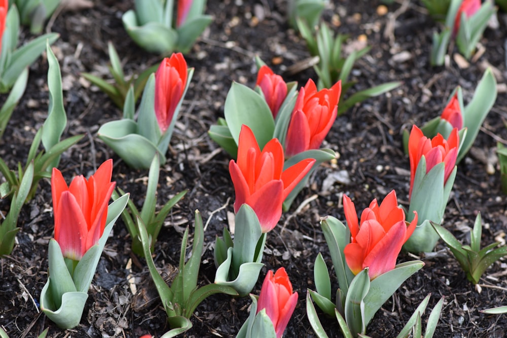 a bunch of red flowers that are in the dirt