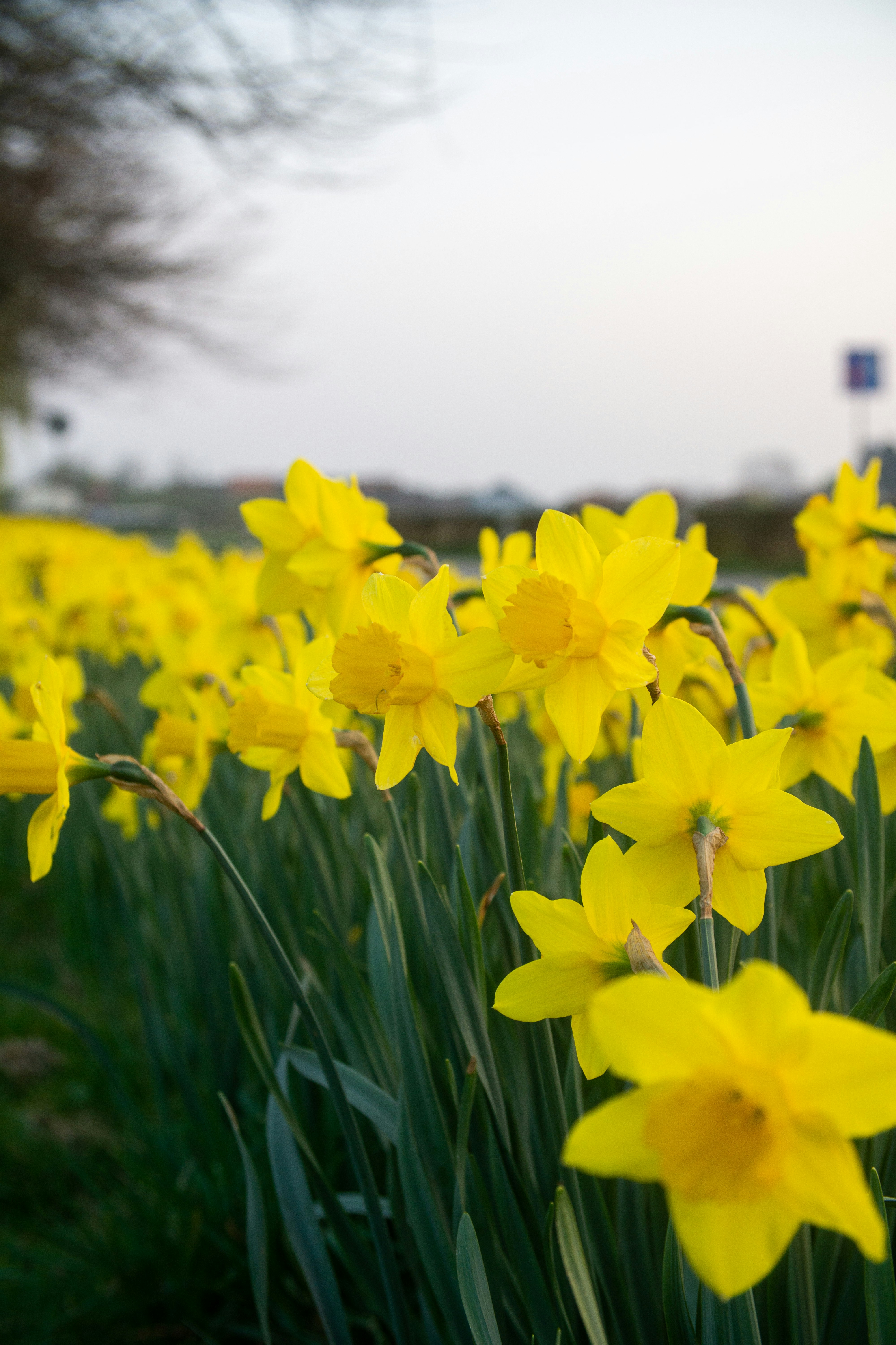a field of yellow flowers with a sky background