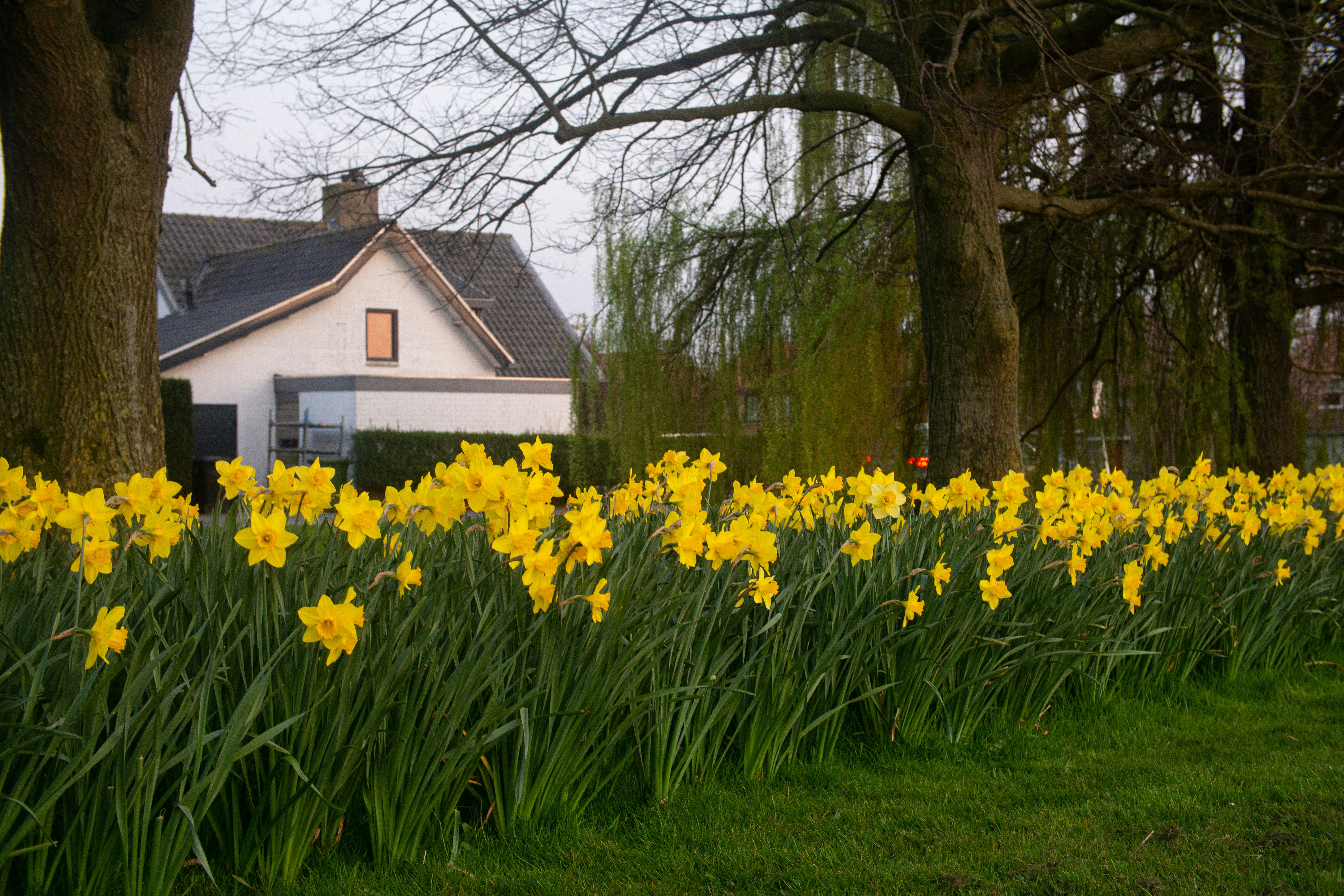 Afbeelding van Sas van Gent