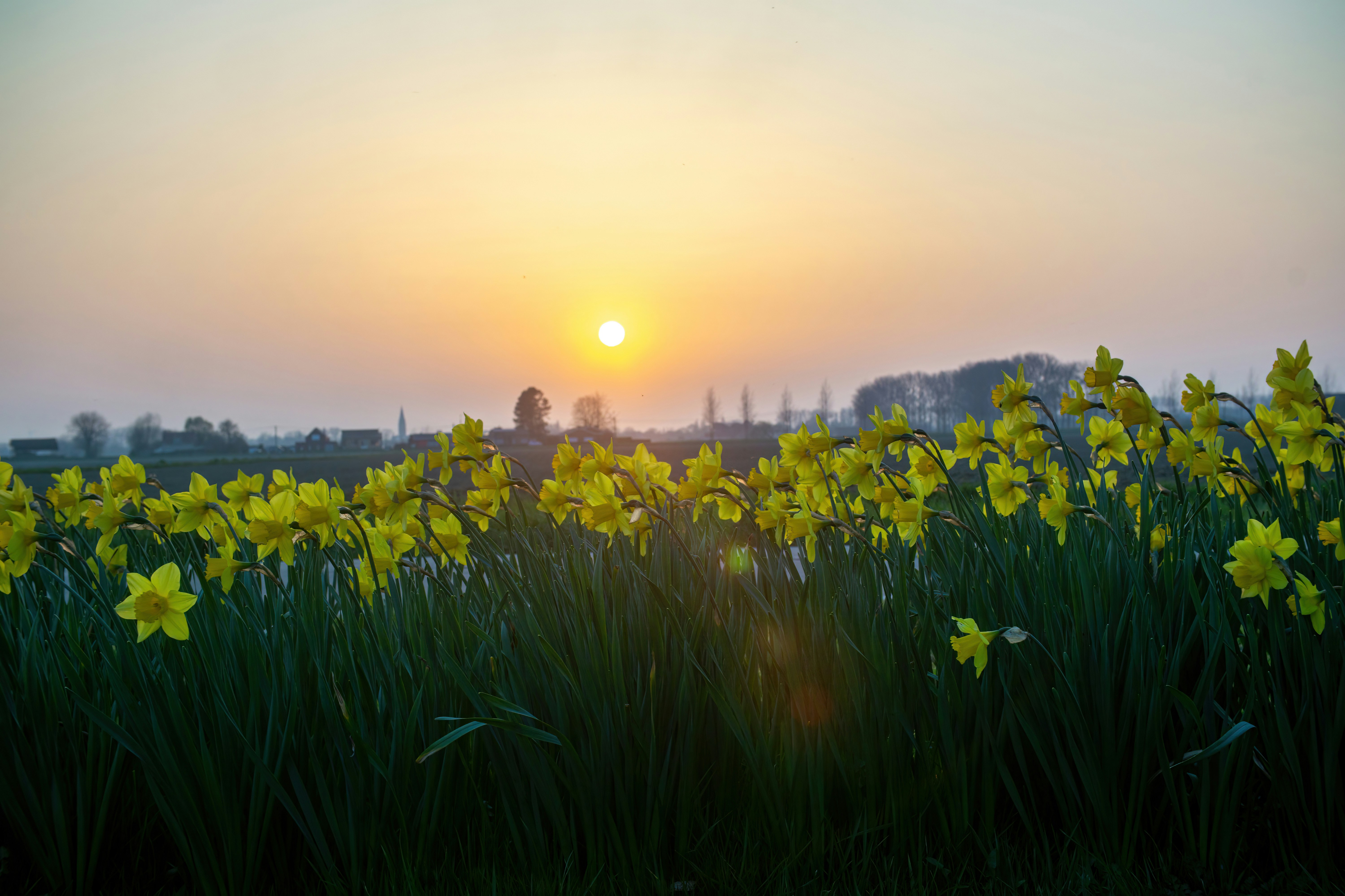 Afbeelding van Sas van Gent