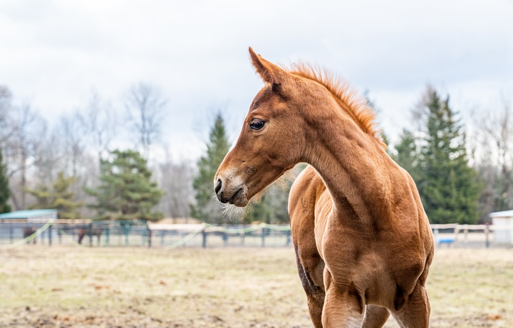 a brown horse standing on top of a grass covered field