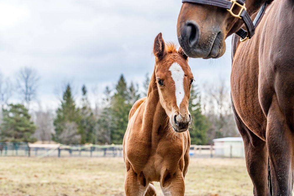 a brown horse standing next to a brown and white horse