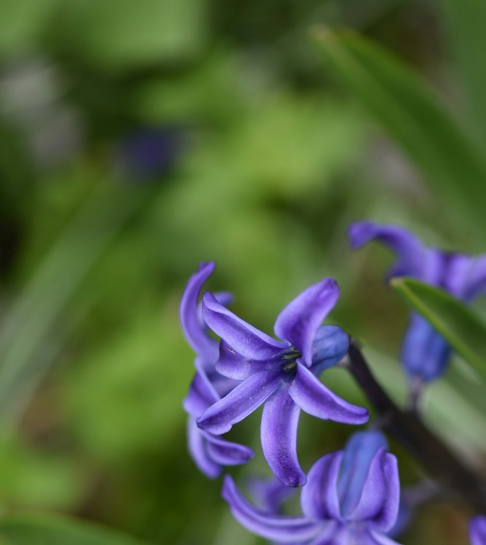 a close up of a purple flower with green leaves in the background