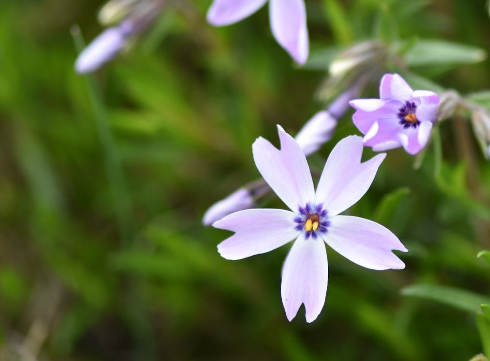 a group of purple flowers sitting on top of a lush green field