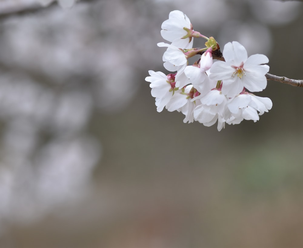 a branch of a tree with white flowers