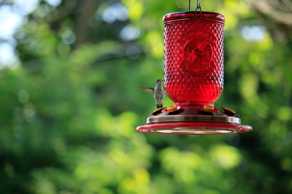 a red hummingbird feeder hanging from a tree