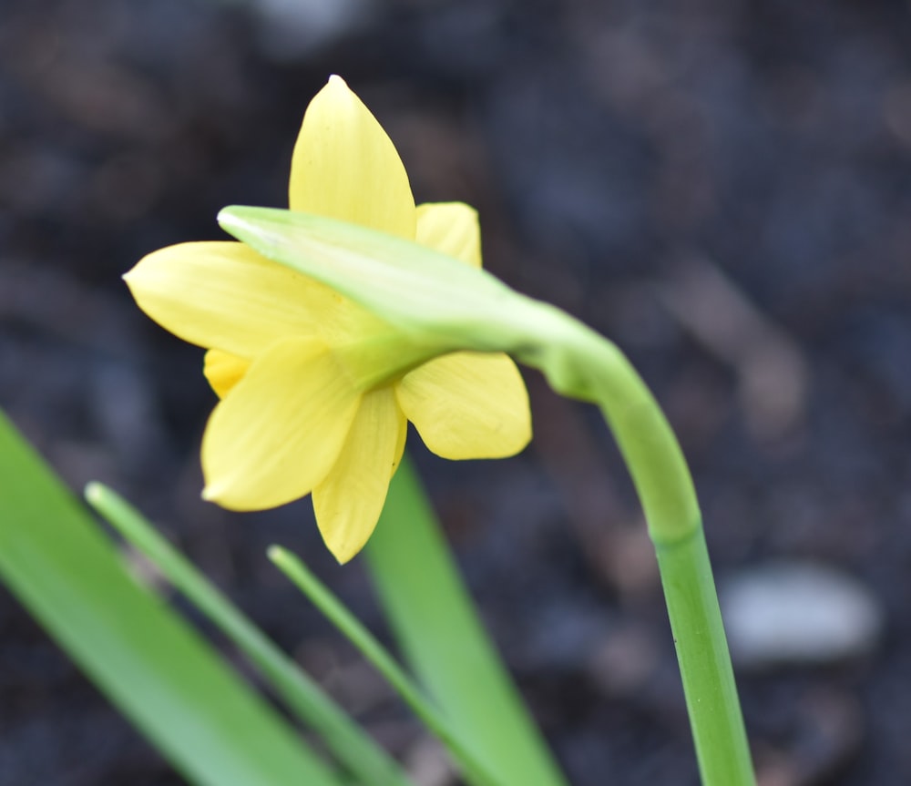 a close up of a single yellow flower