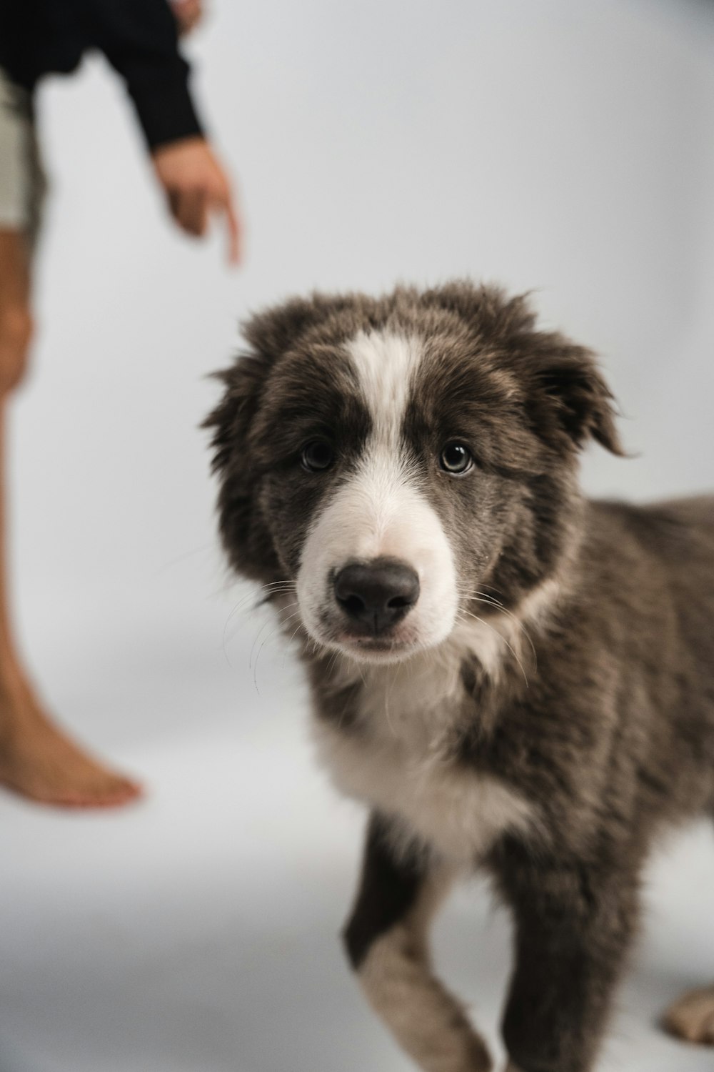 a brown and white dog standing next to a person