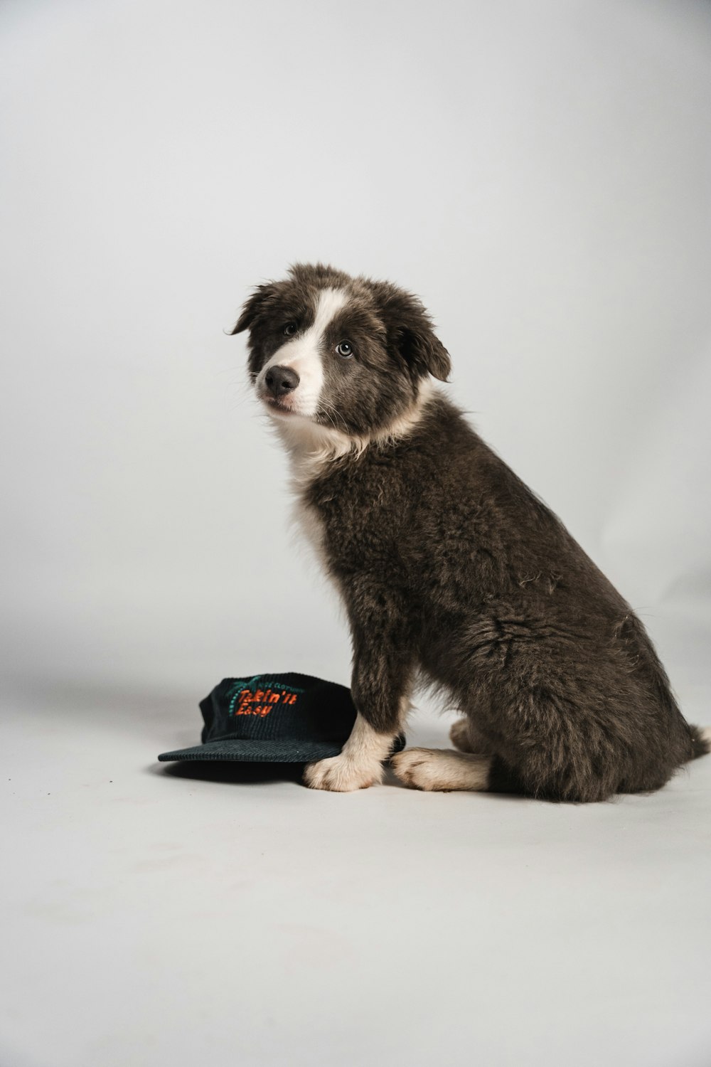 a dog sitting next to a hat on a white background