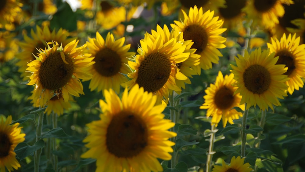 ein Feld mit gelben Sonnenblumen mit grünen Blättern