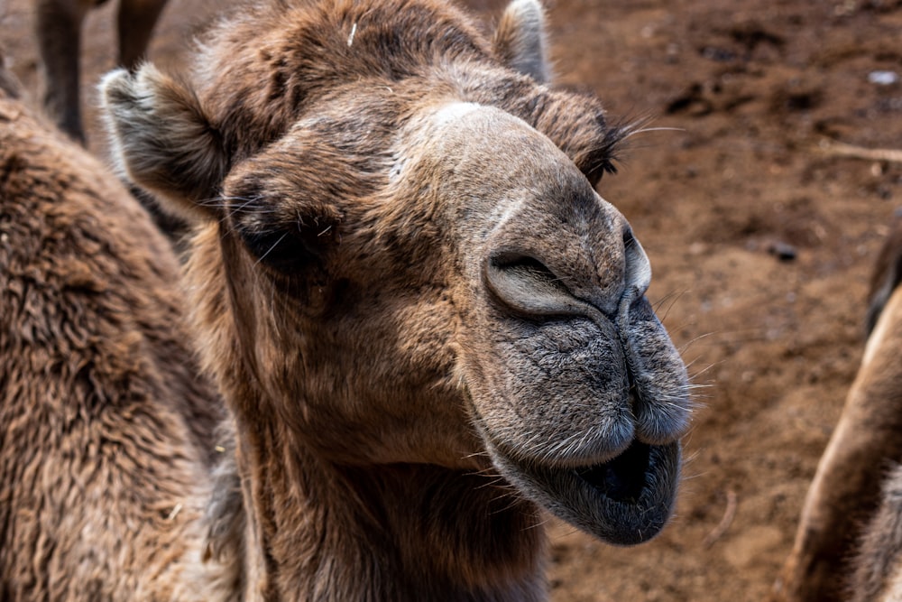 a close up of a camel with its mouth open