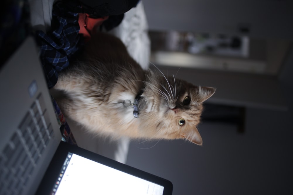 a cat sitting on a bed next to a laptop
