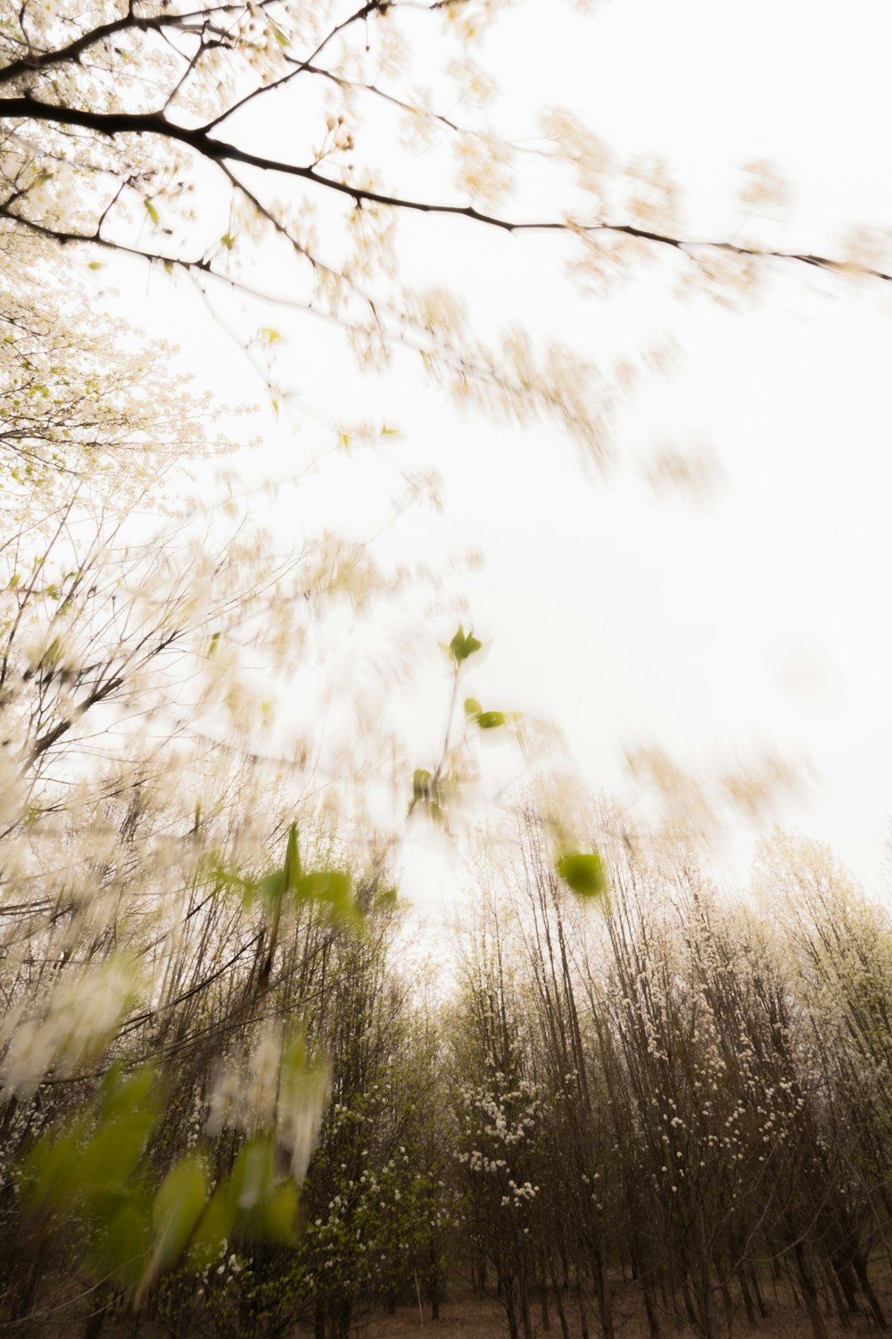 a blurry photo of a forest filled with lots of trees