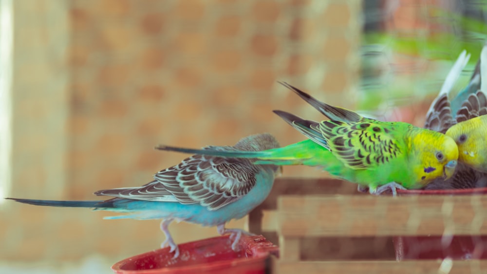 a couple of birds that are standing on a table