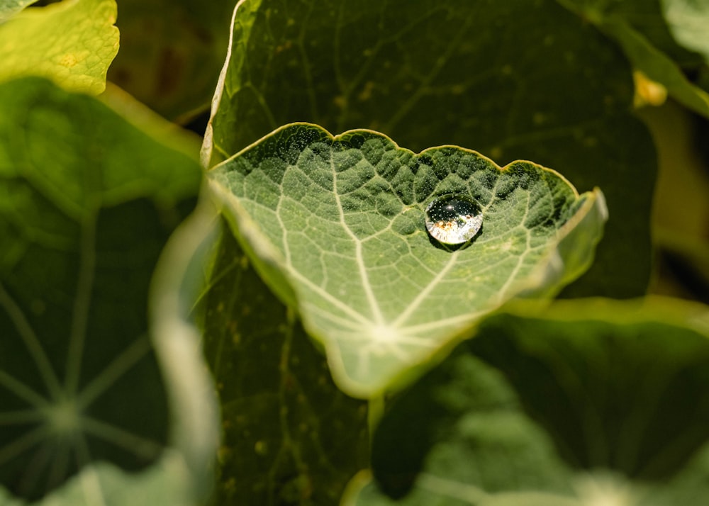 a drop of water on a green leaf