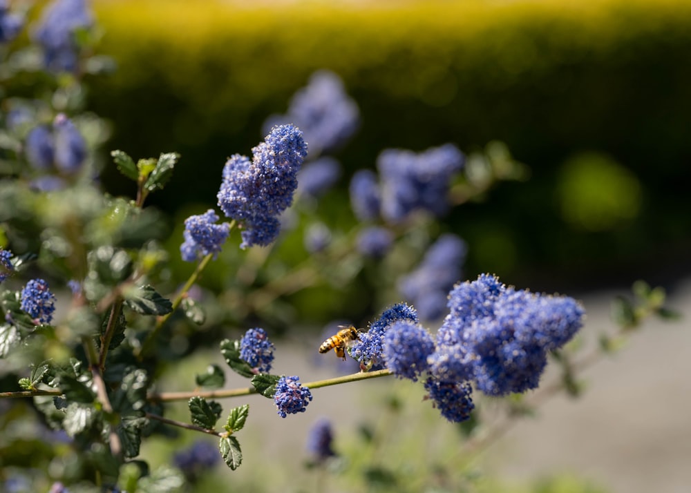 a close up of a flower with a bee on it