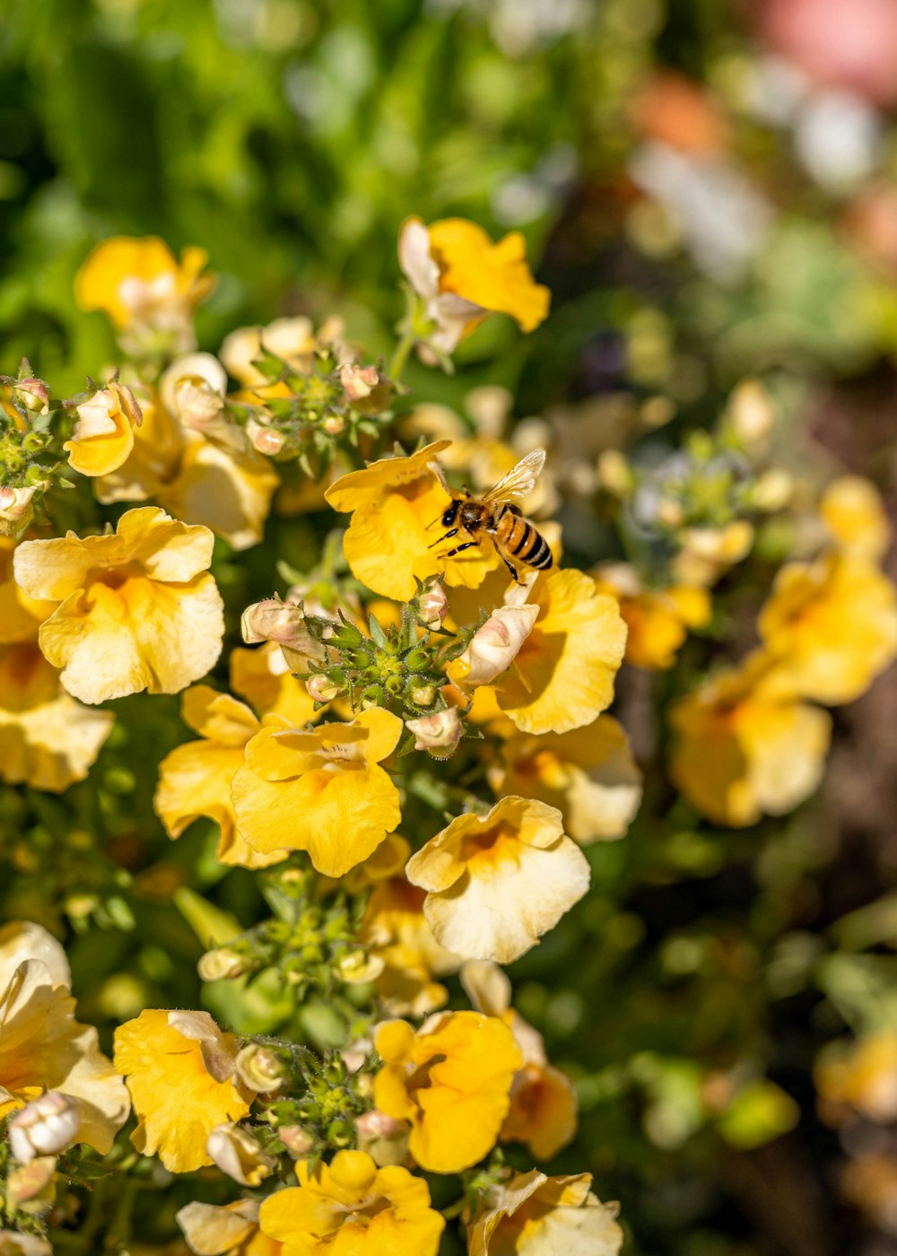 a close up of a bunch of yellow flowers