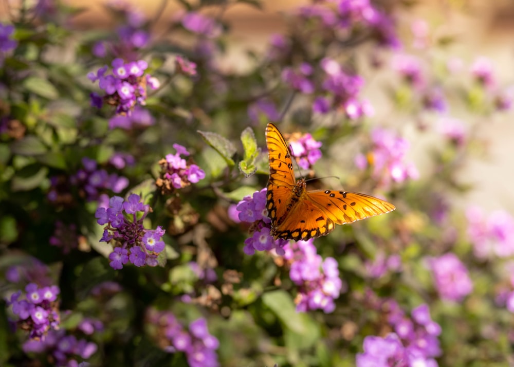 a butterfly sitting on top of a purple flower