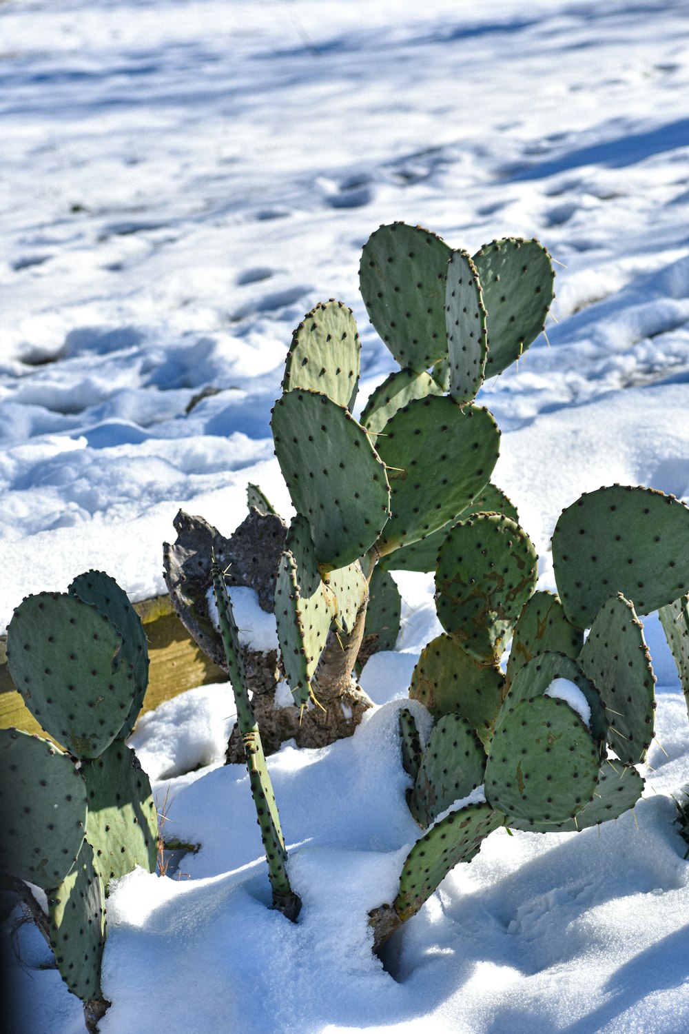 a cactus in the snow near a fence
