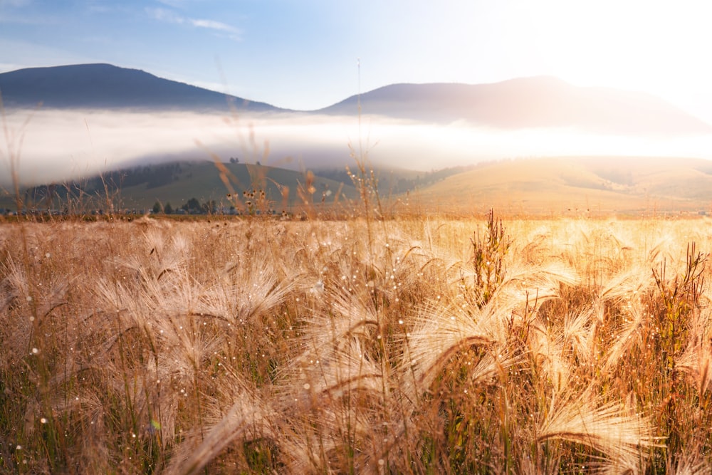 a field of wheat with mountains in the background