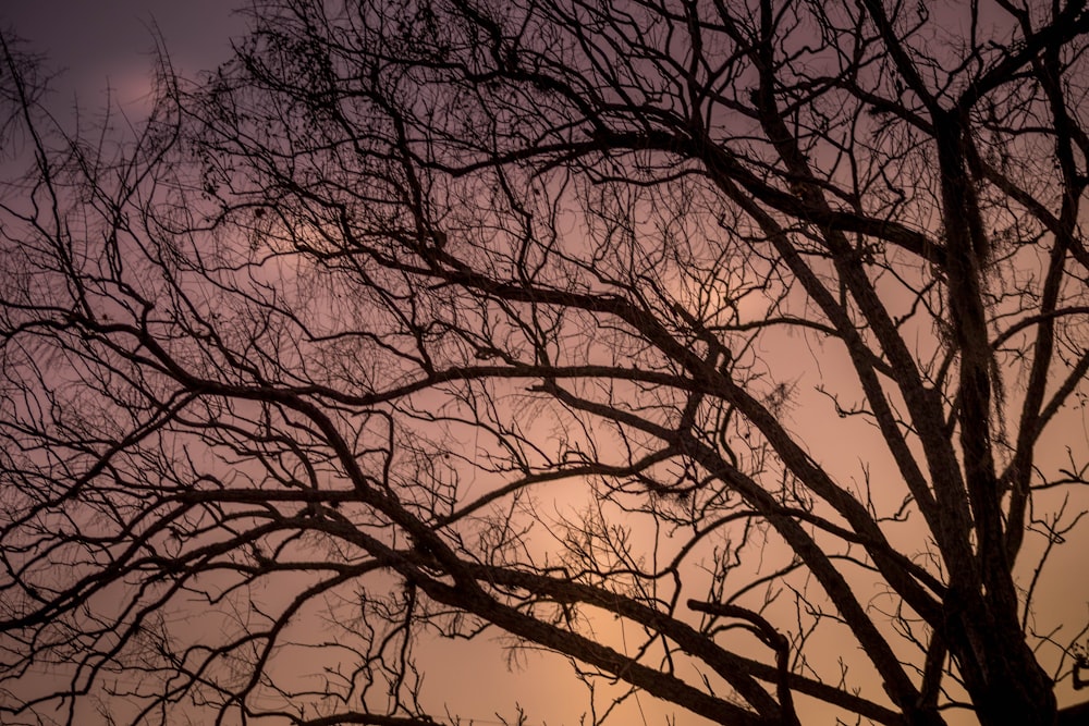 a tree with no leaves in front of a cloudy sky