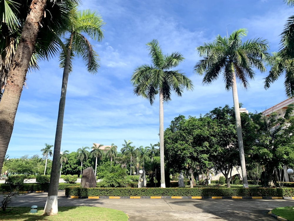 a parking lot with palm trees and a building in the background