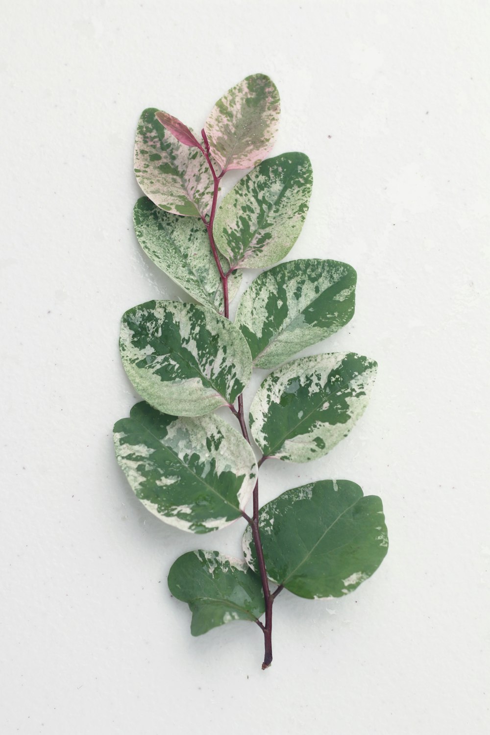 una pianta con foglie verdi su uno sfondo bianco