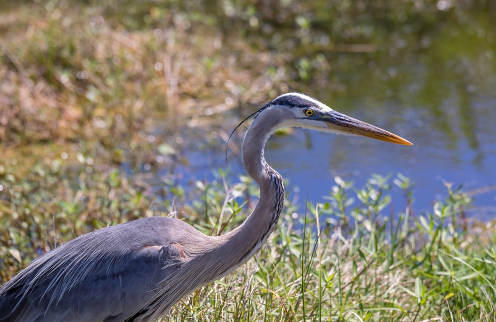 a bird standing in the grass near a body of water