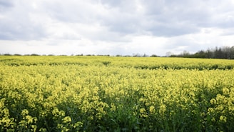 A vast field of blooming yellow rapeseed flowers stretching towards the horizon. The sky above is overcast with dense gray clouds, creating a contrast with the vibrant field. In the distance, a line of trees marks the boundary of the field.