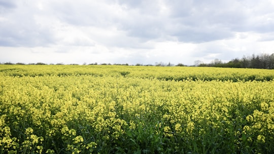 A vast field of blooming yellow rapeseed flowers stretching towards the horizon. The sky above is overcast with dense gray clouds, creating a contrast with the vibrant field. In the distance, a line of trees marks the boundary of the field.