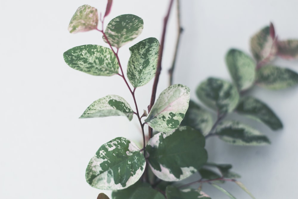 a close up of a plant with green leaves