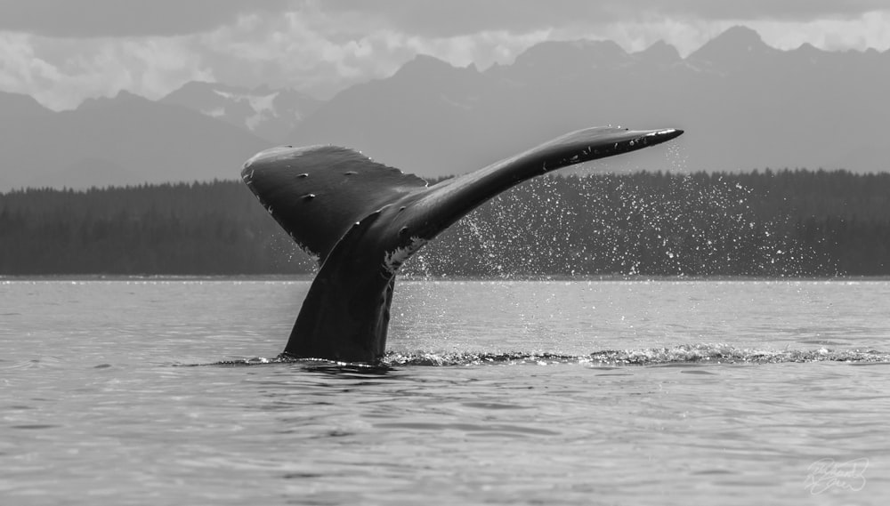 a whale's tail flups out of the water