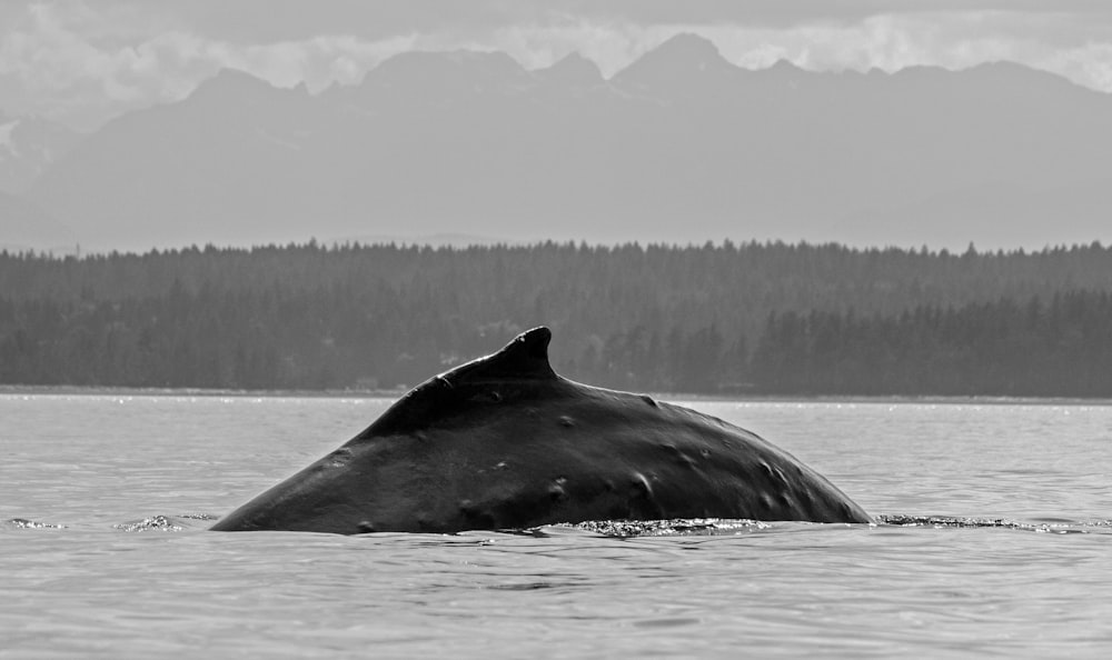 a humpback whale is swimming in the water