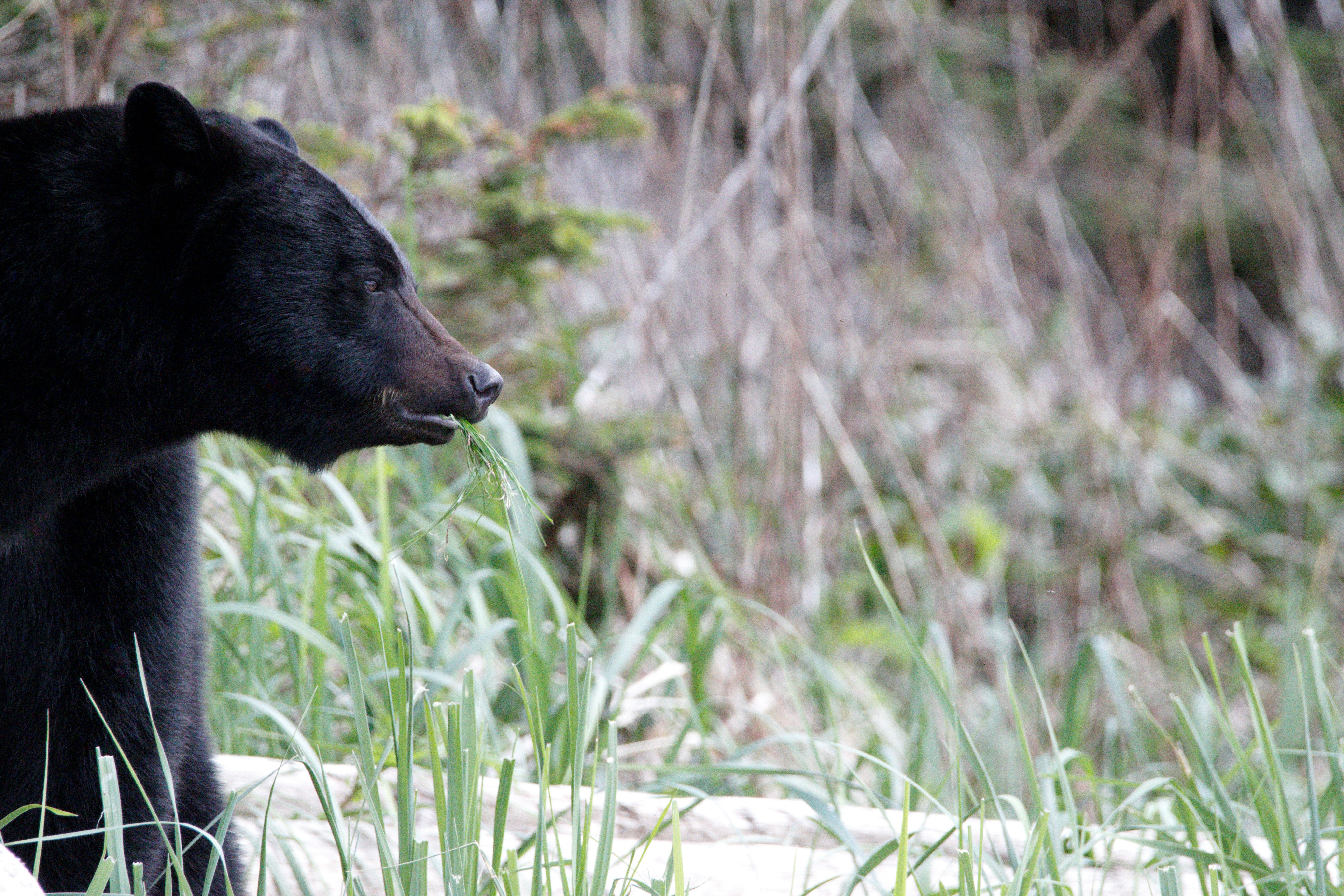 Ein Schwarzbär steht auf einem Feld aus hohem Gras