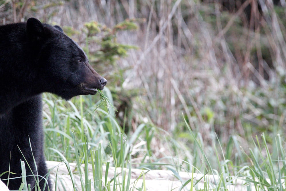 a black bear standing in a field of tall grass