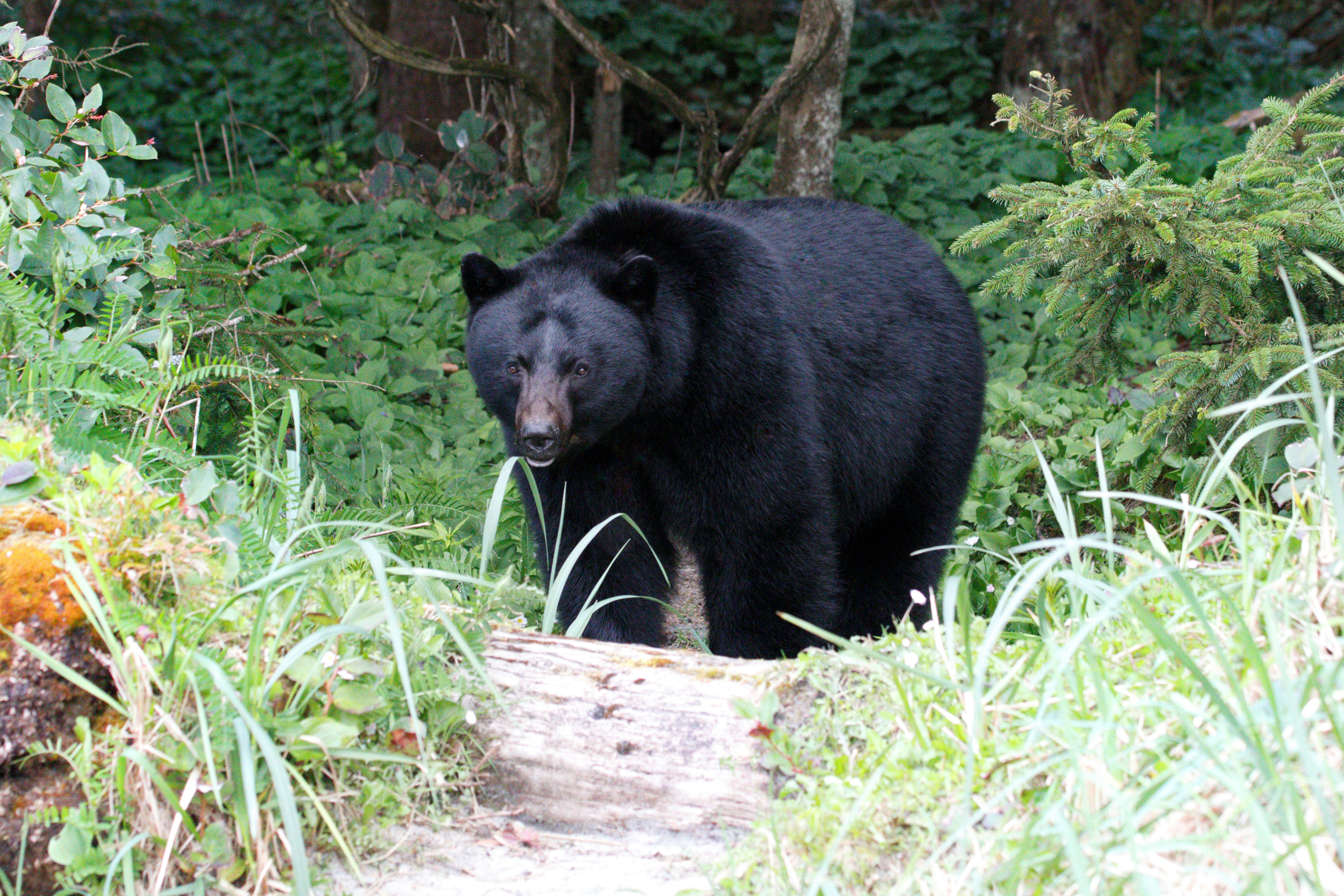 a large black bear walking through a lush green forest