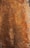 A textured surface with varying shades of brown, featuring patterns of oxidation and erosion. The surface has an uneven, rough appearance with areas of darker rust and lighter tan areas, giving it an organic and aged look.
