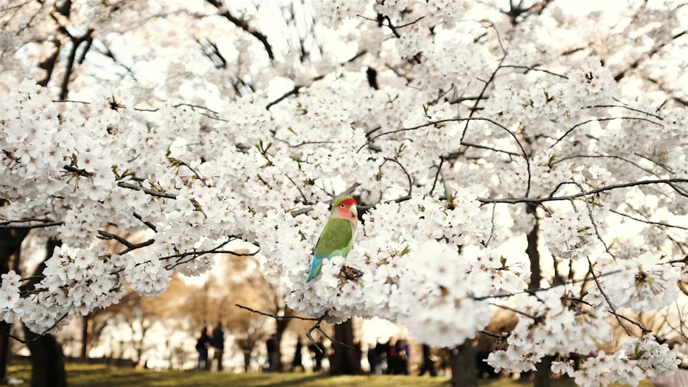 a colorful bird perched on a branch of a cherry blossom tree