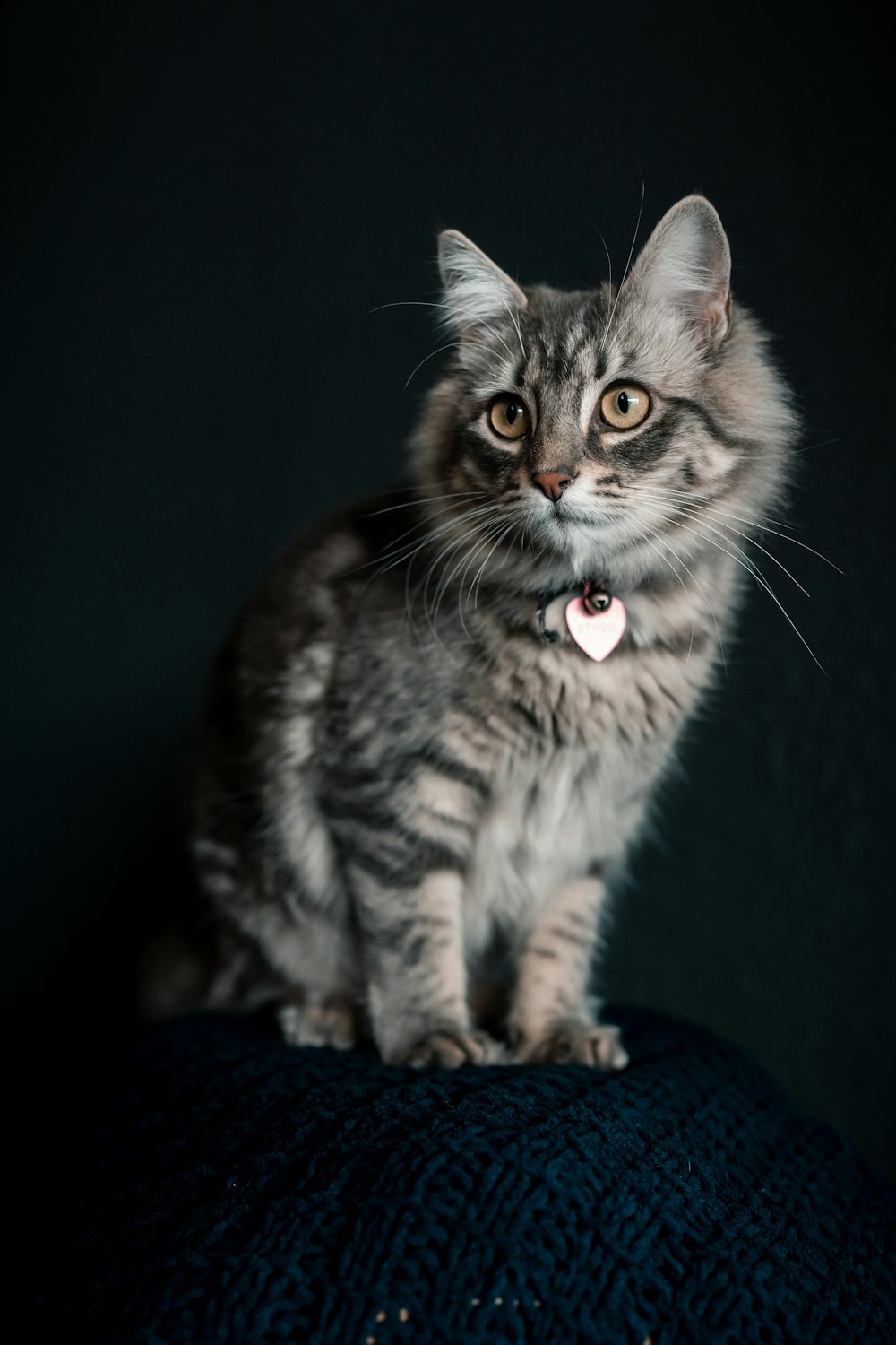 a cat sitting on top of a blue cushion