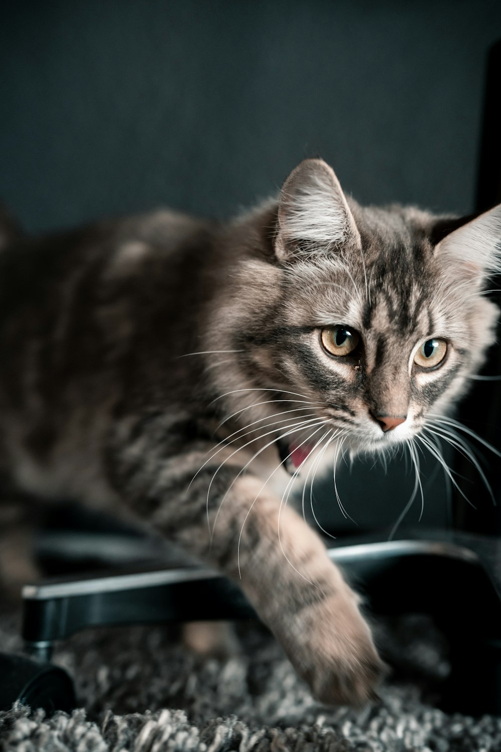 a cat that is laying down on the ground