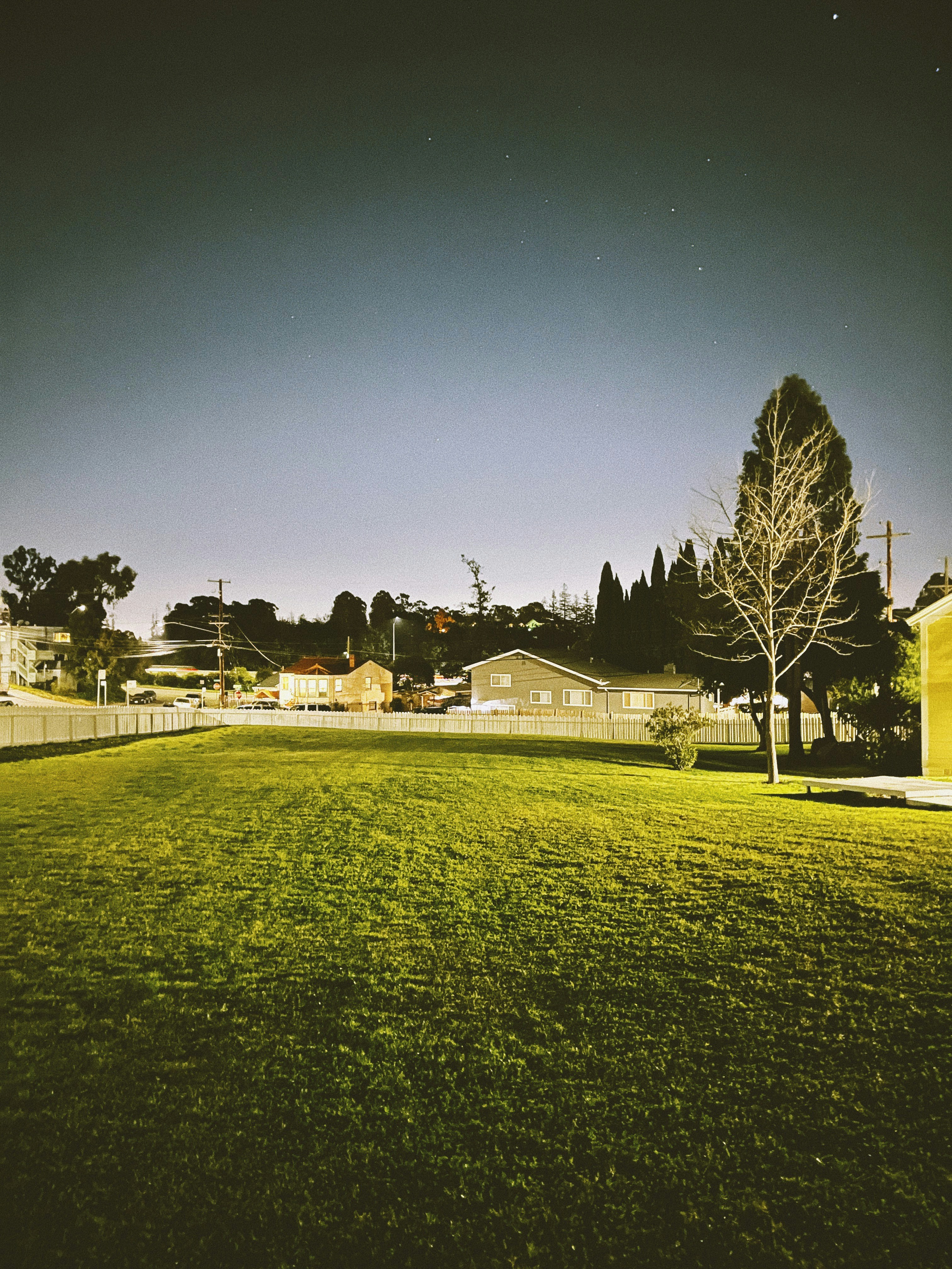a grassy field with a tree in the background